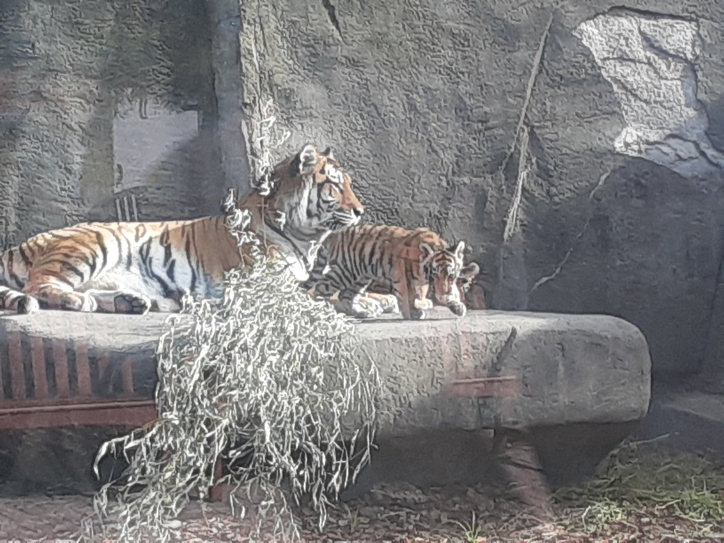 Amur Tiger with cubs