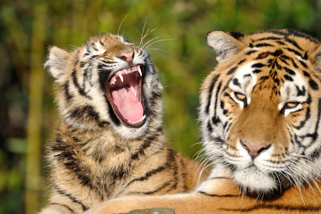 Amur tiger with offspring