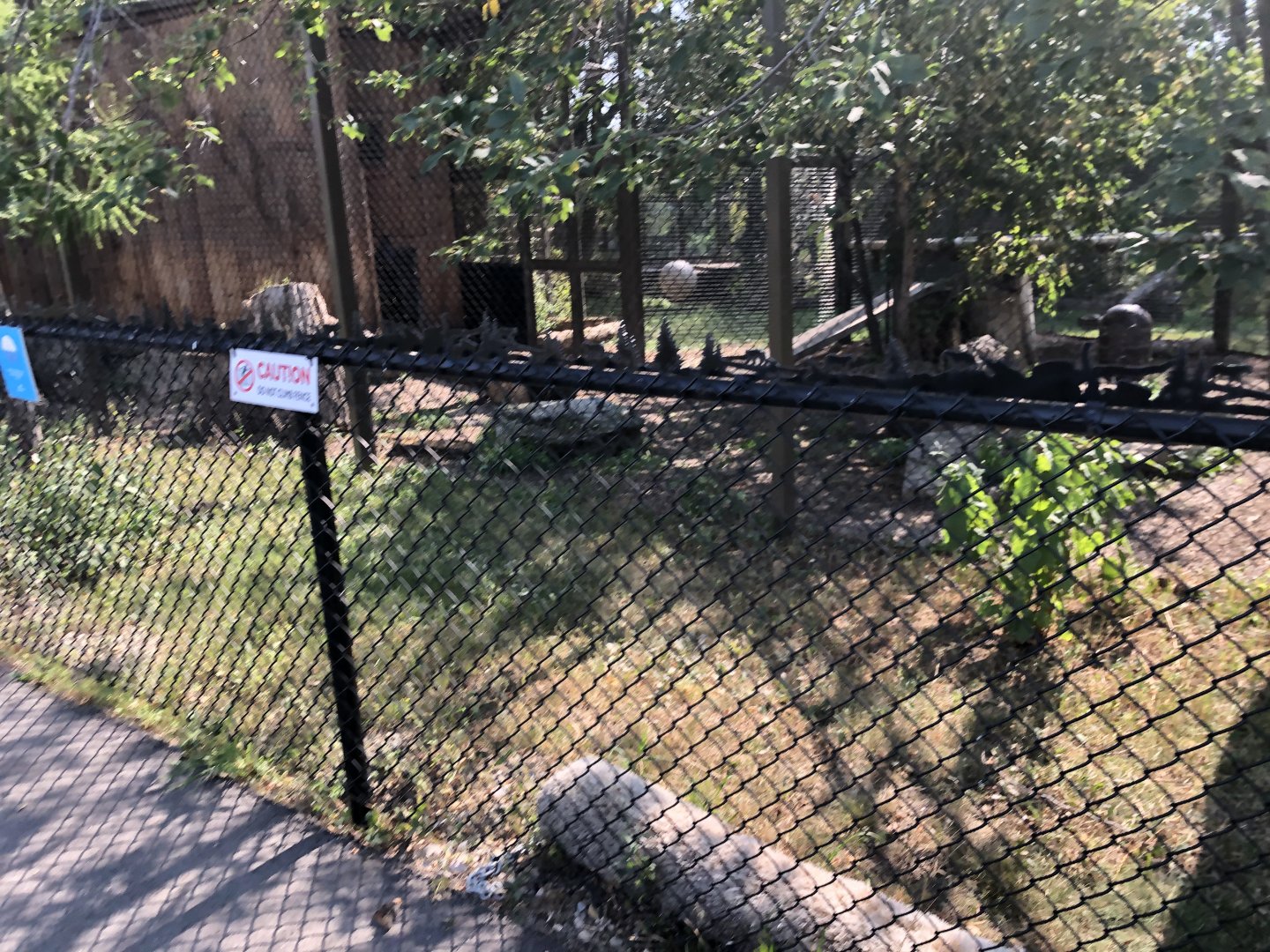 Amur Tiger Yard