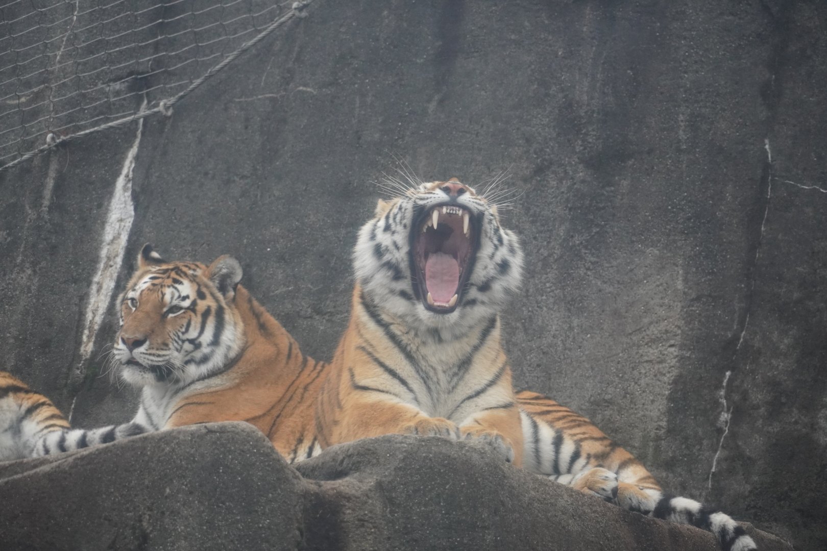 Amur Tiger yawning