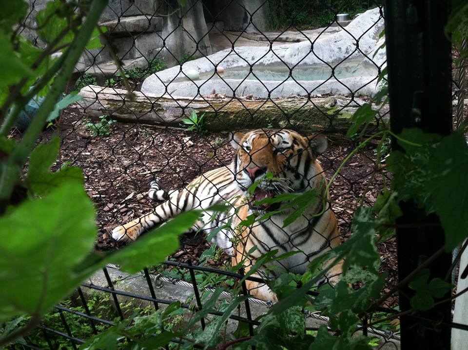 Amur Tiger, Young male