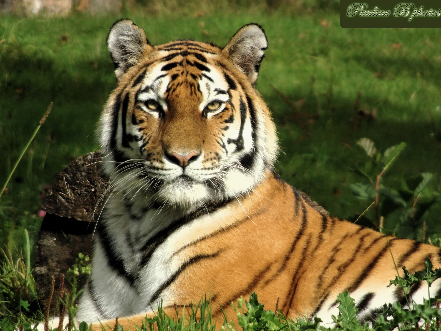 Amur tiger Yuki 28 September 2025