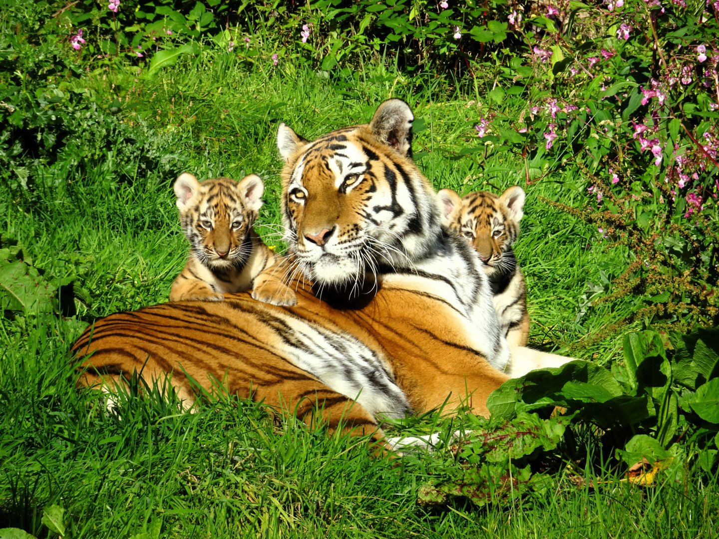 Amur tiger, Yuki with both of her cubs