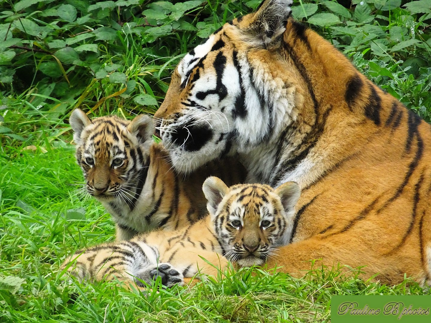 Amur Tiger Yuki with her cubs 28 September 2025