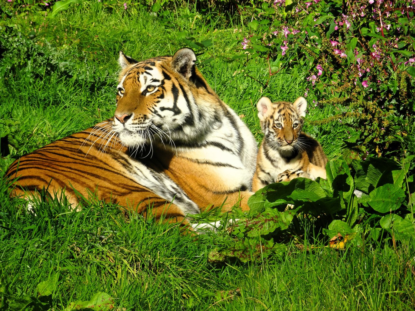 Amur tiger, Yuki with the second of her cubs