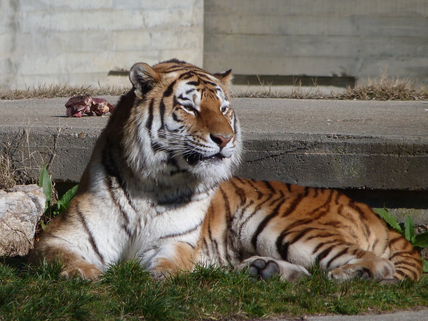 Amur tiger -Zoo Aquarium de Madrid (2025)