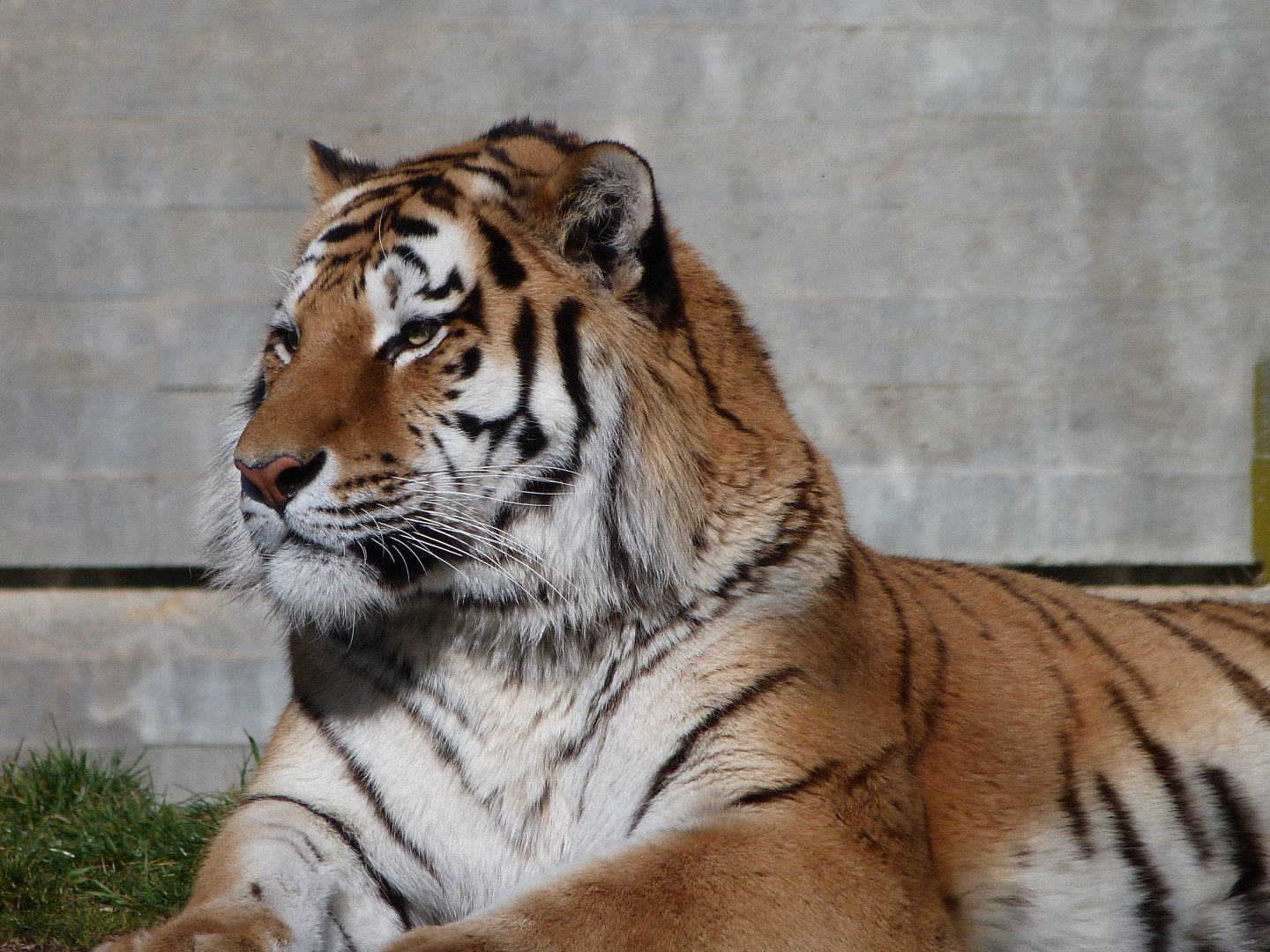 Amur tiger -Zoo Aquarium de Madrid (2025)