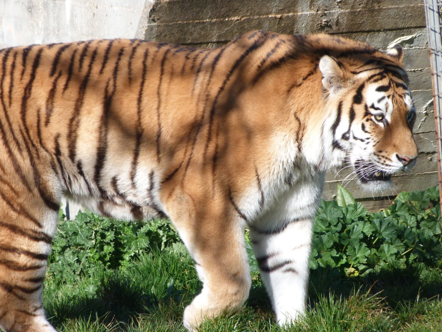 Amur tiger -Zoo Aquarium de Madrid (2025)