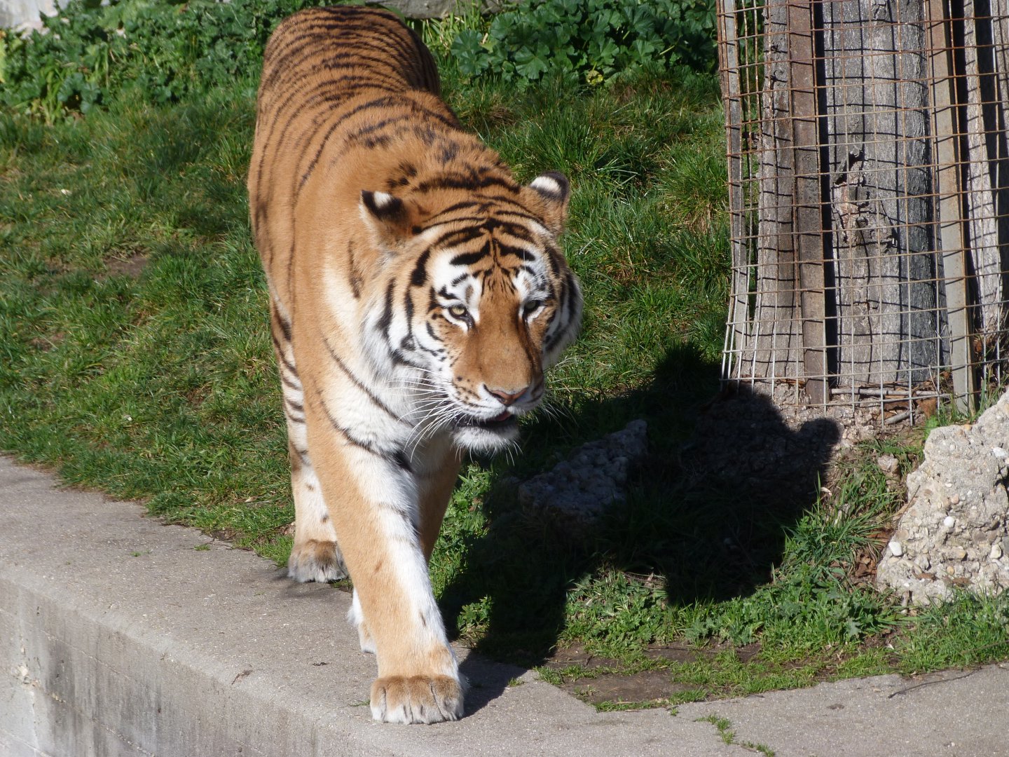 Amur tiger -Zoo Aquarium de Madrid (2025)