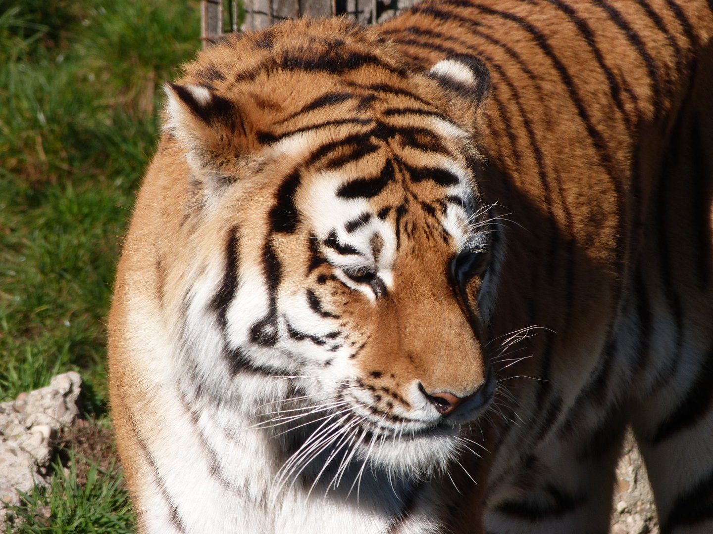 Amur tiger -Zoo Aquarium de Madrid (2025)
