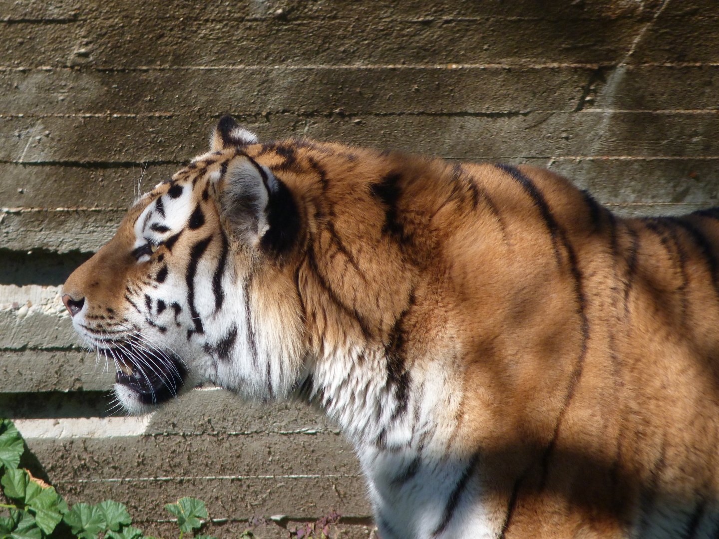 Amur tiger -Zoo Aquarium de Madrid (2025)