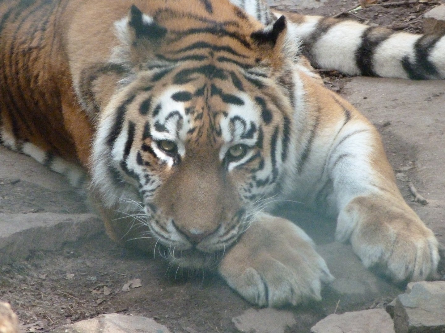 Amur tiger -Zoo Plzeň (2025)