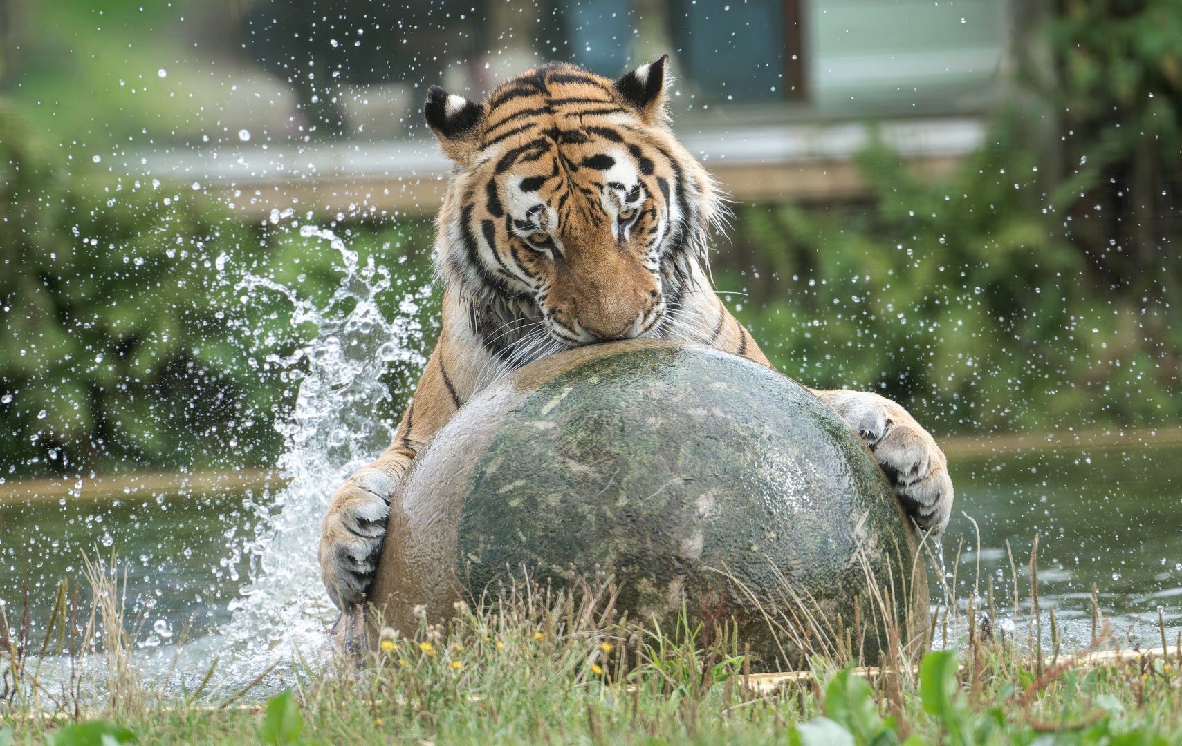 Amur tiger, ZSL Whipsnade, Uk