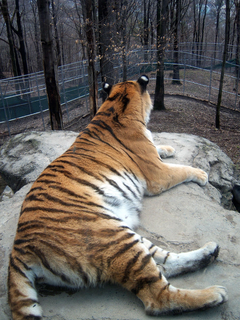 Amur Tiger
