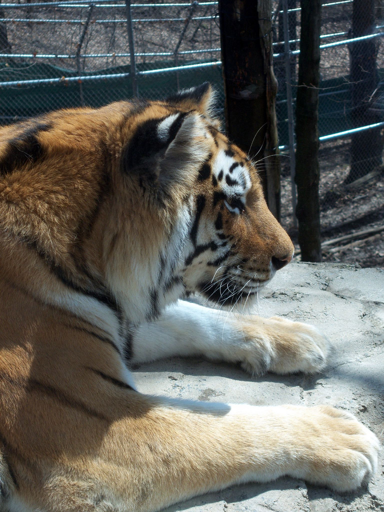 Amur Tiger