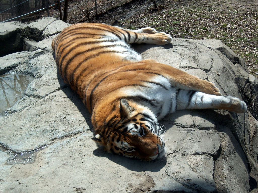 Amur Tiger