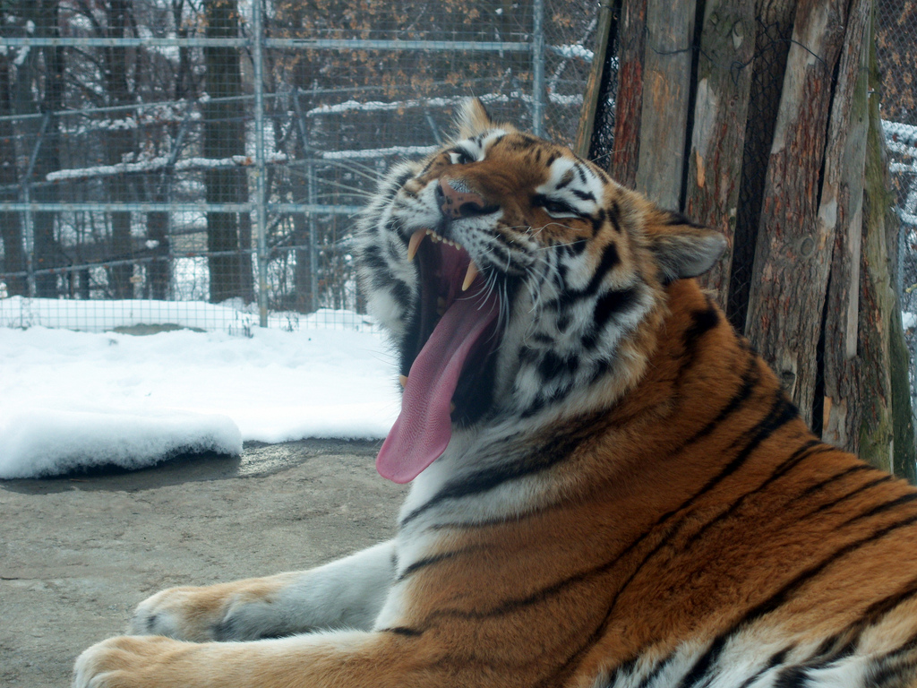 Amur Tiger