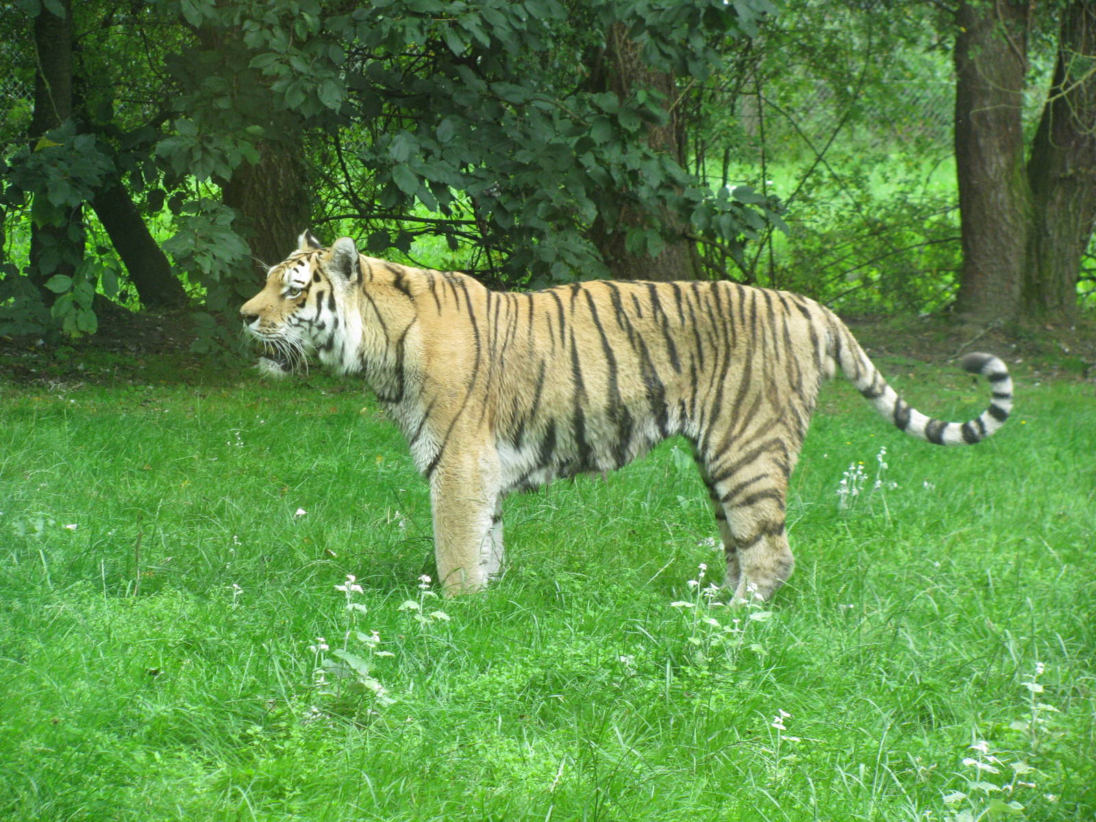 Amur Tiger