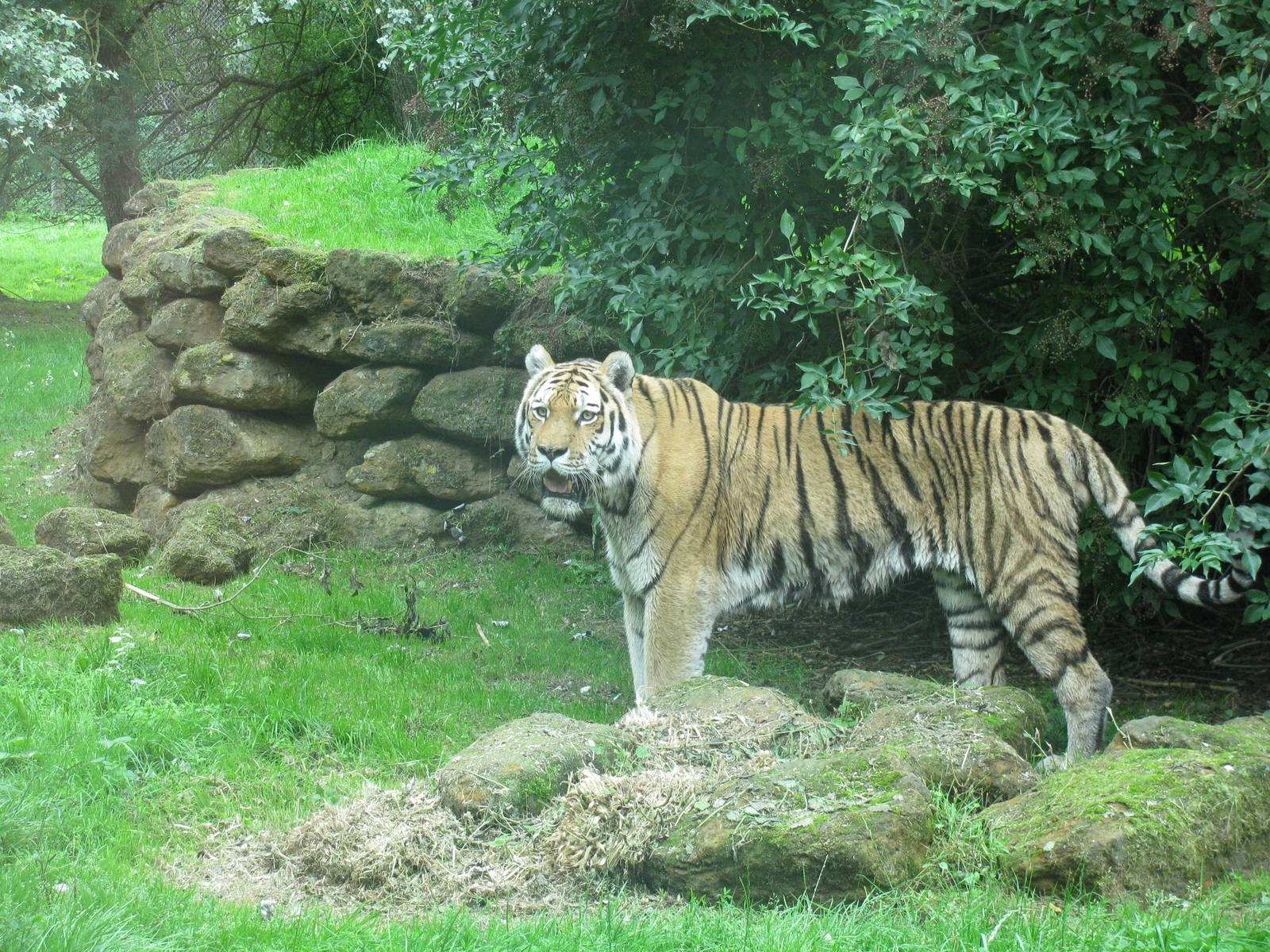 Amur Tiger