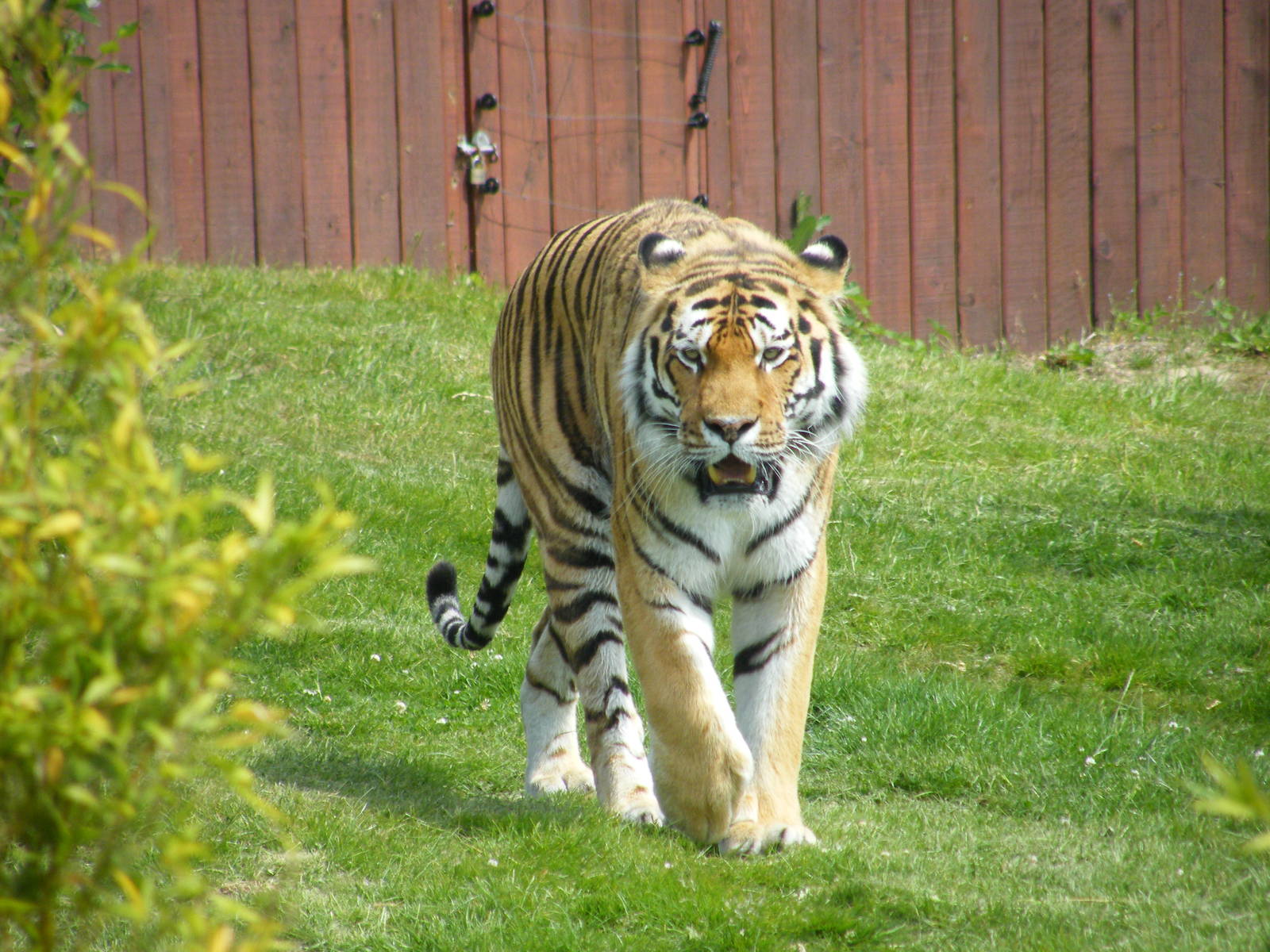 Amur Tiger