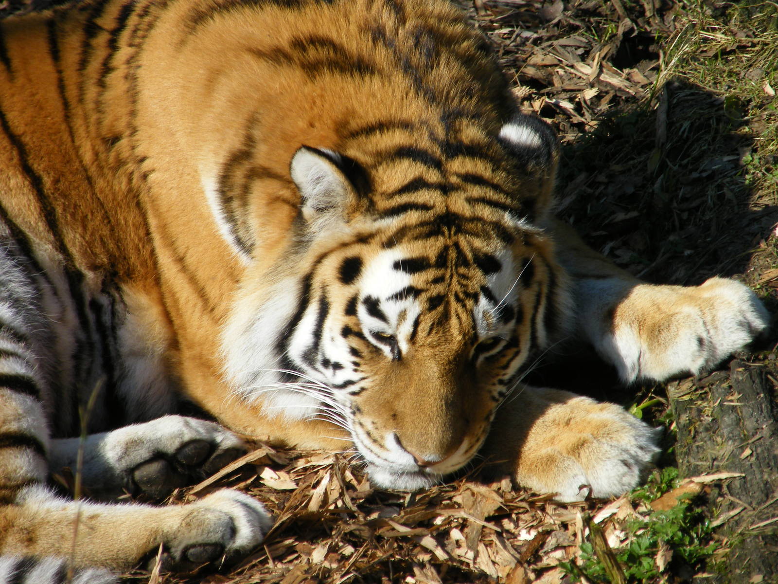 Amur Tiger