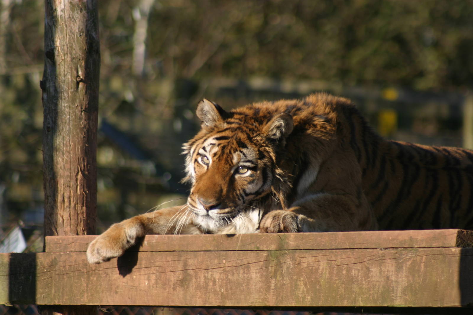 Amur Tiger
