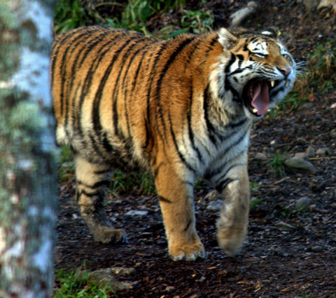 Amur Tiger