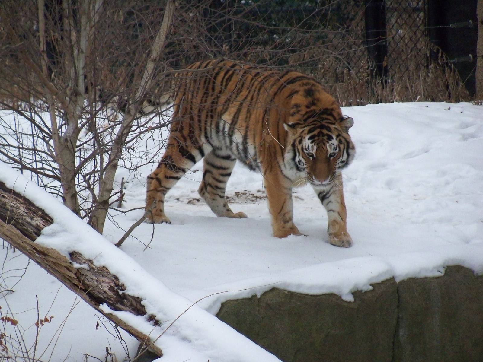 Amur Tiger