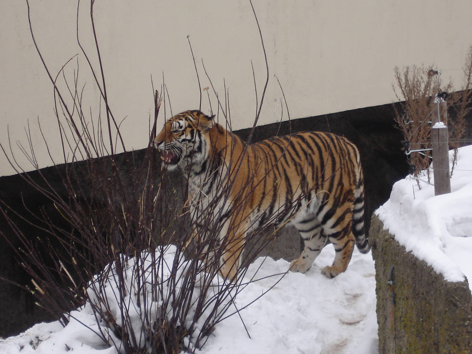 Amur Tiger