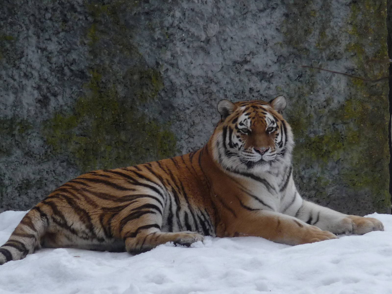 Amur Tiger