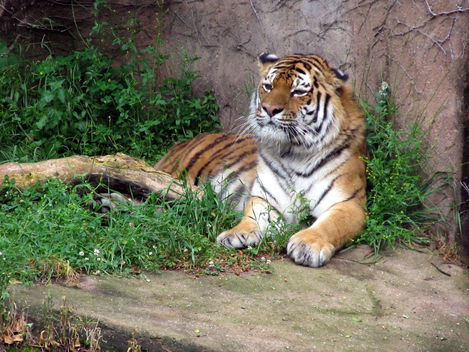 Amur Tiger