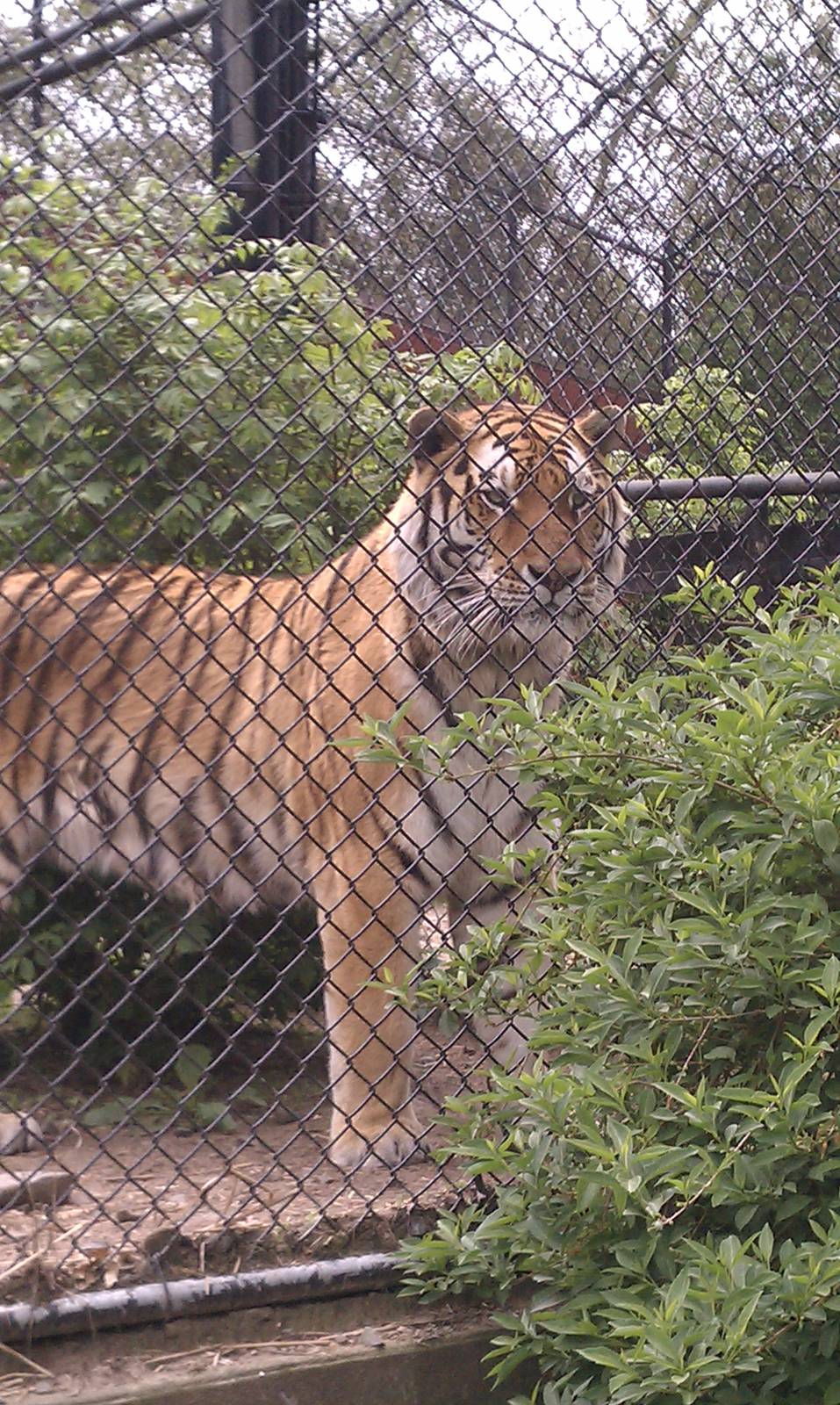 Amur Tiger