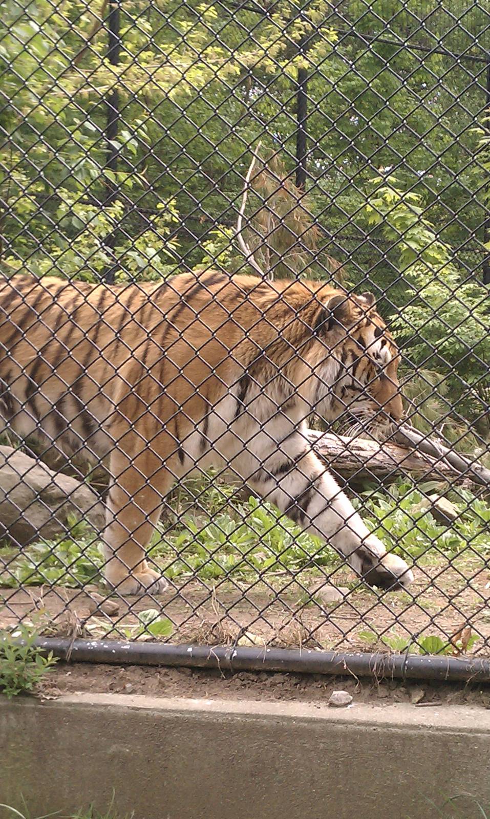 Amur Tiger