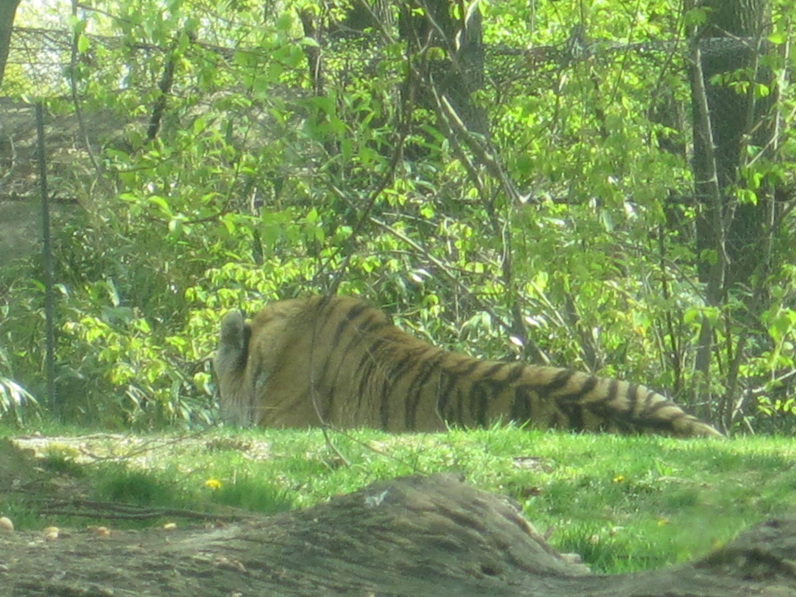 Amur Tiger