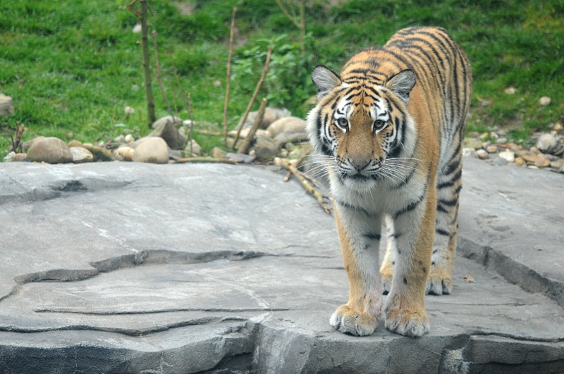 Amur tiger