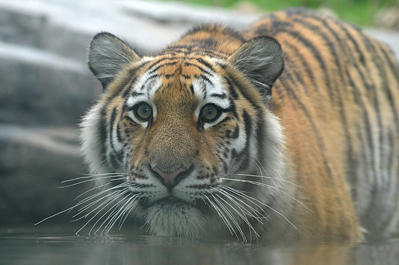 Amur tiger