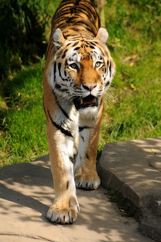 Amur tiger
