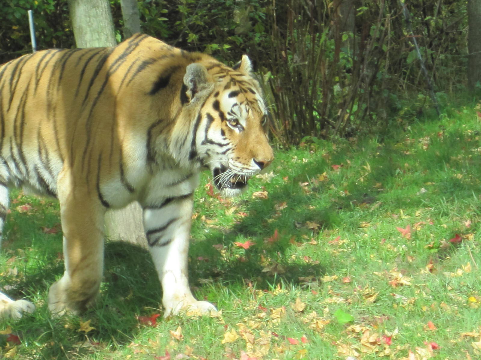 Amur Tiger