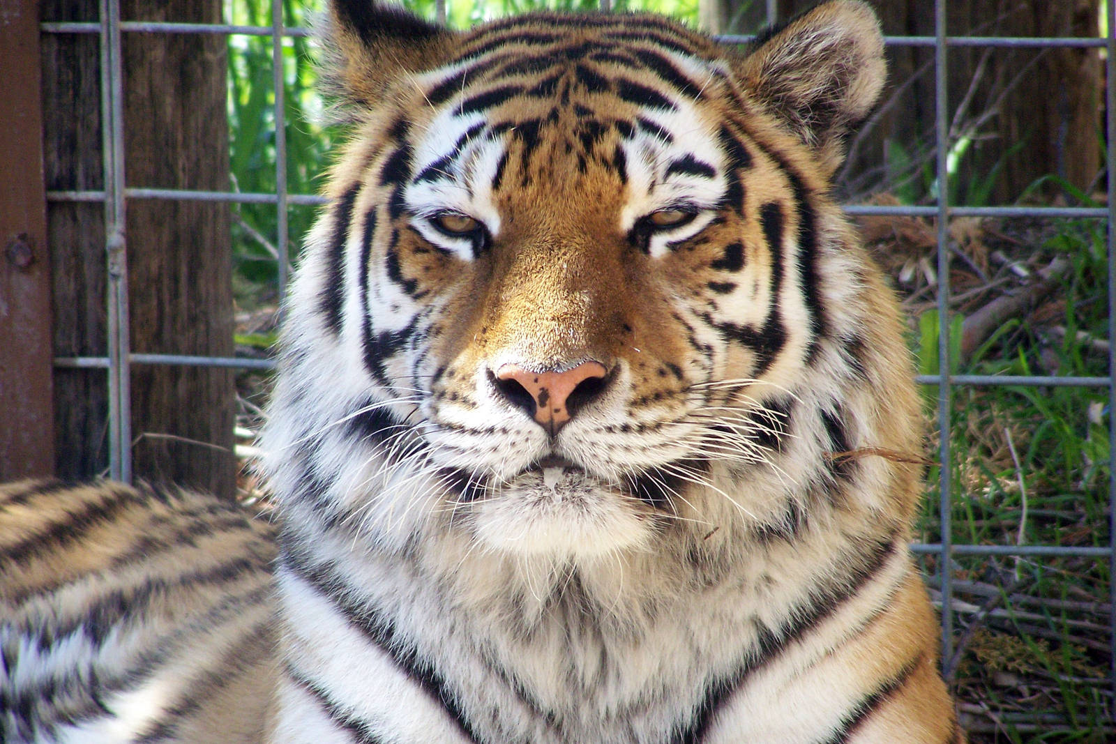 Amur Tiger
