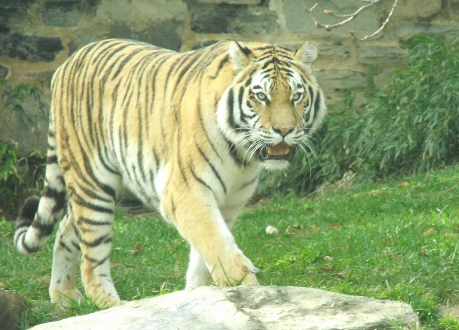 amur tiger