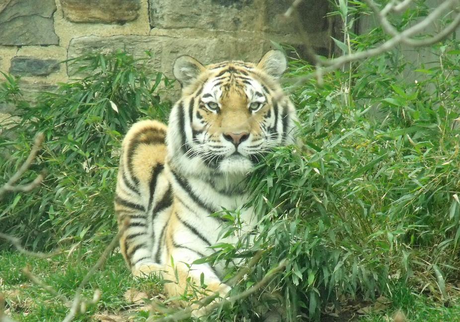 amur tiger