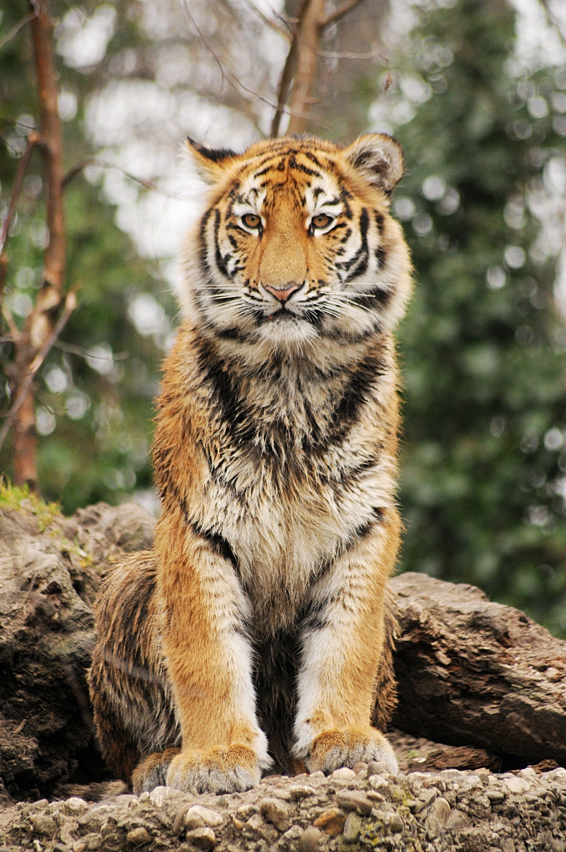 Amur tiger