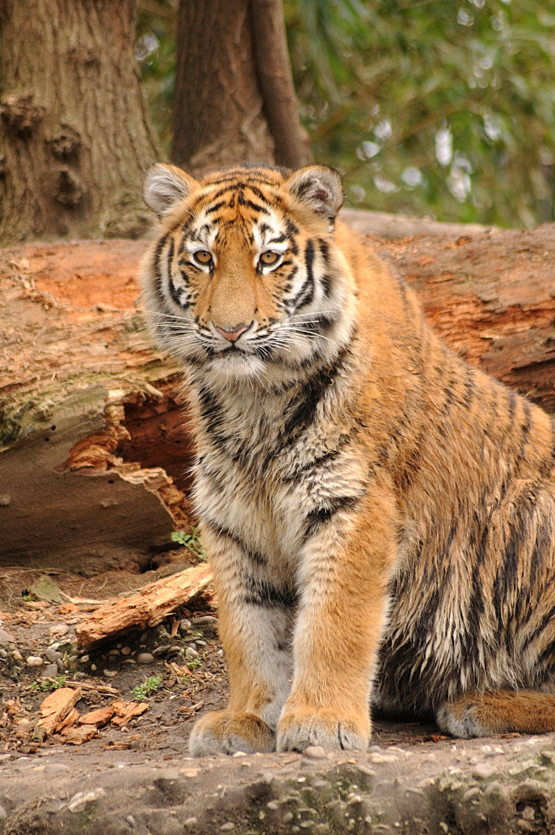 Amur tiger