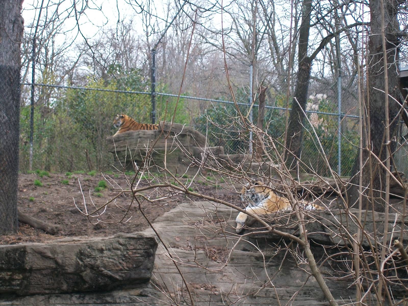 Amur Tiger