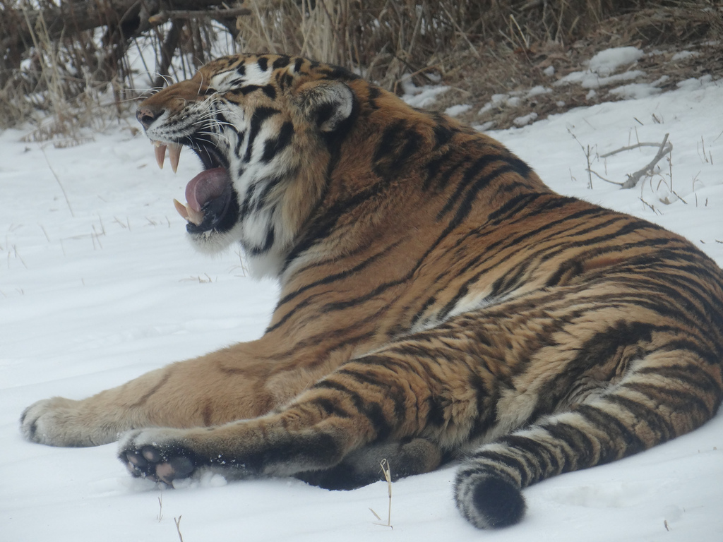 Amur Tiger