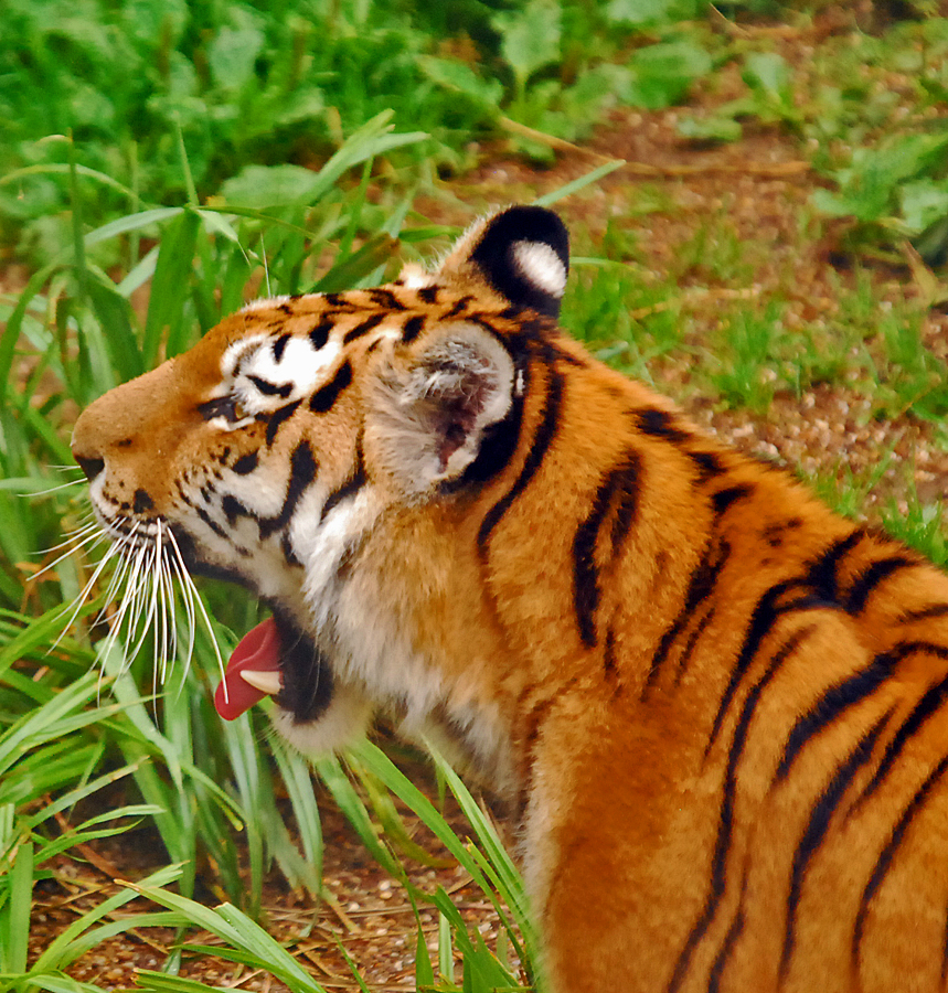 amur tiger