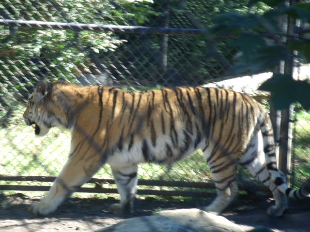 Amur Tiger