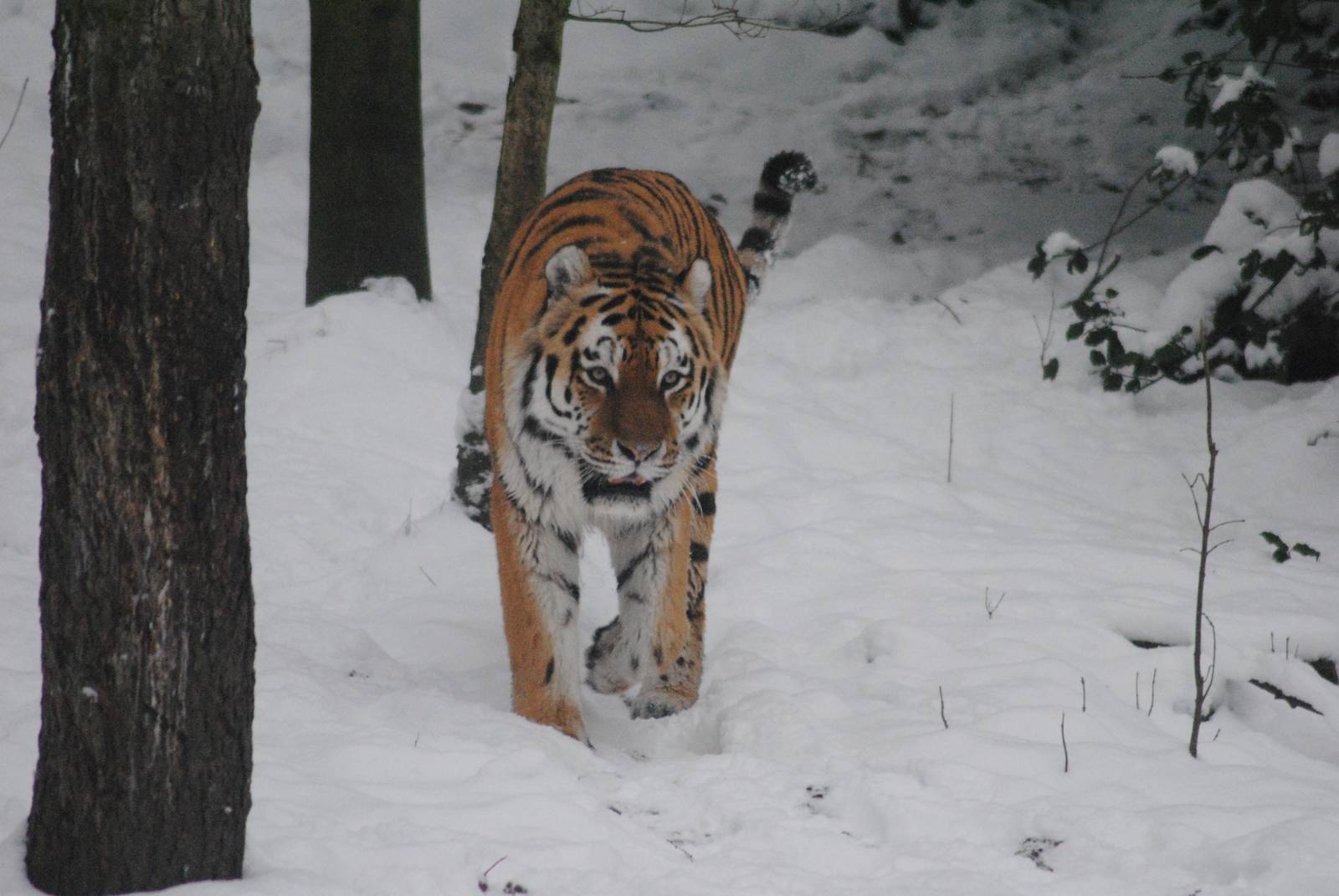 Amur tiger