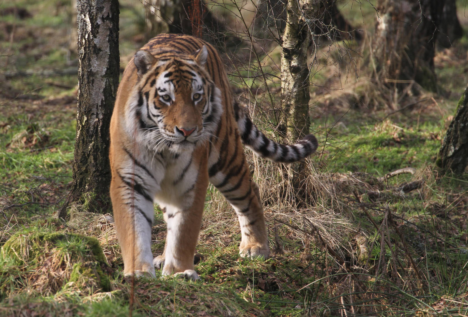 Amur Tiger