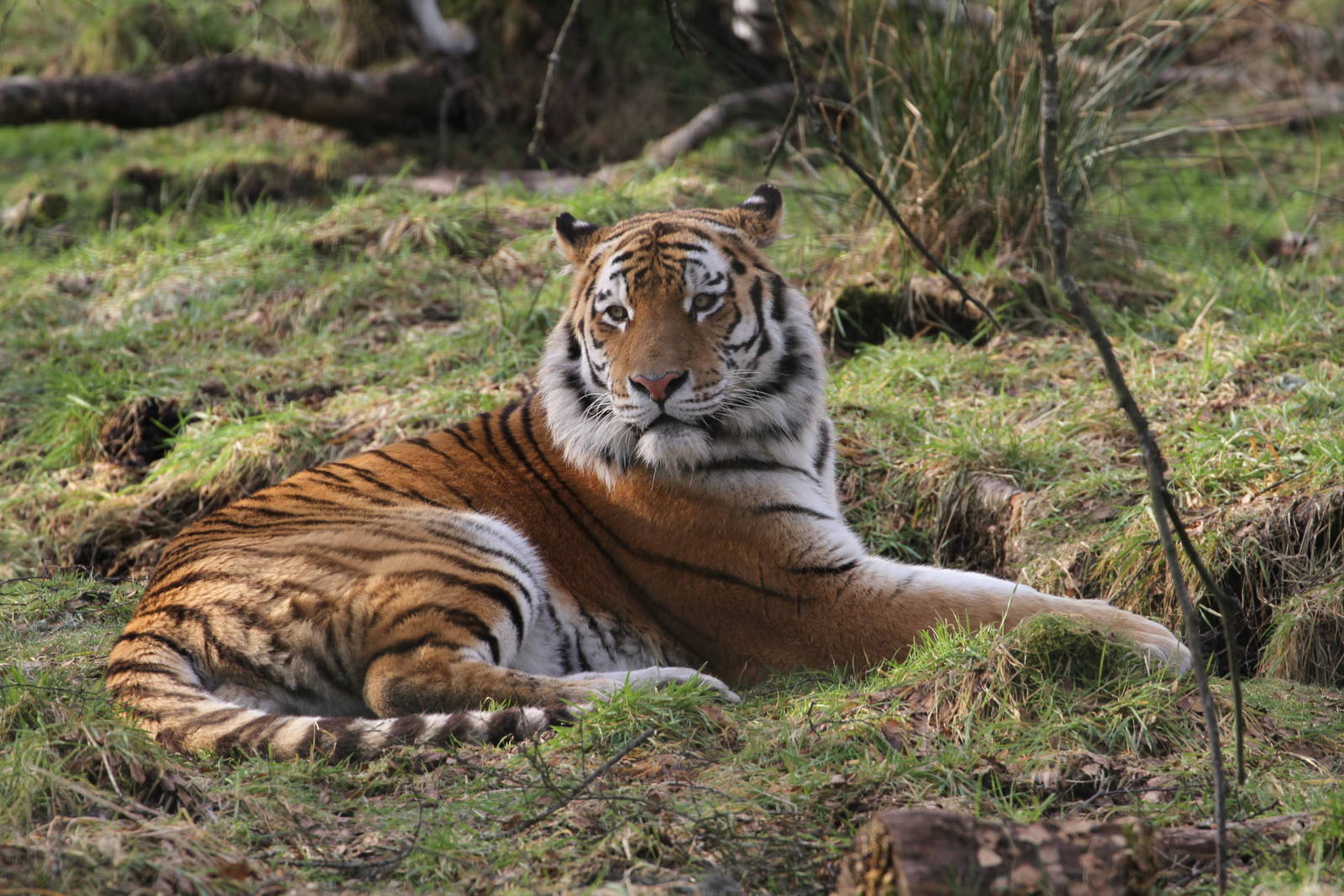 Amur Tiger